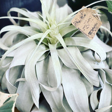  Xerographica (Thick Leaf Form) "Queen of the Air Plants"